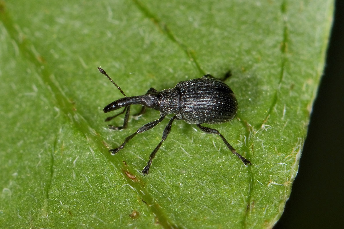 Apionidae: Cyanapion sp.?    Cyanapion afer, femmina